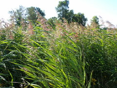 Phragmites australis americanus