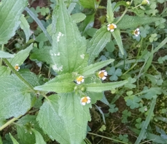 Galinsoga quadriradiata