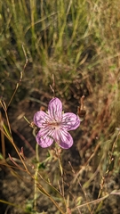 Geranium californicum
