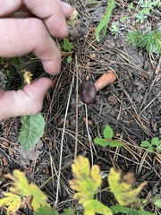 Chroogomphus vinicolor