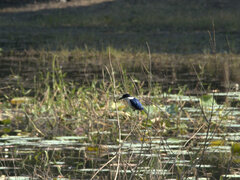 Todiramphus macleayii