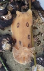 Diaulula sandiegensis