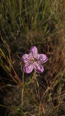 Geranium californicum