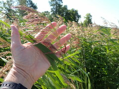 Phragmites australis americanus