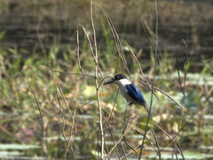 Todiramphus macleayii