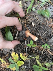 Chroogomphus vinicolor