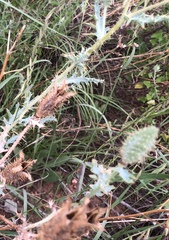 Argemone pleiacantha