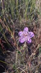Geranium californicum