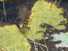 Rhyothemis graphiptera