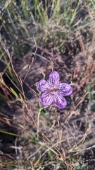 Geranium californicum
