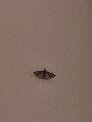 Alucita montana