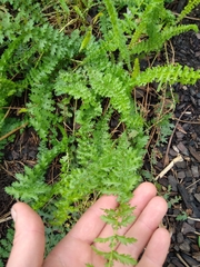Filipendula vulgaris