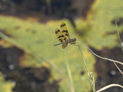 Rhyothemis graphiptera