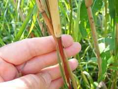 Phragmites australis americanus