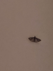 Alucita montana