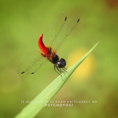 Aethriamanta brevipennis