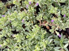 Calibrachoa parviflora