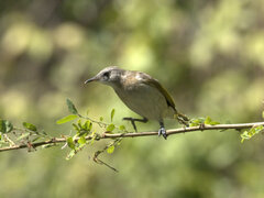 Conopophila albogularis