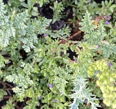 Calibrachoa parviflora