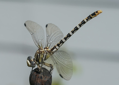 Erpetogomphus compositus