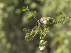 Conopophila albogularis