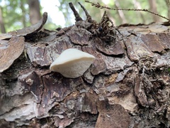Agaricomycotina