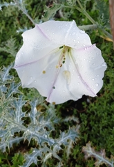 Datura ceratocaula