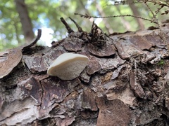 Agaricomycotina
