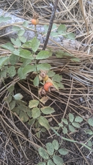 Rosa woodsii