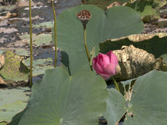 Nelumbo nucifera