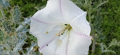 Datura ceratocaula