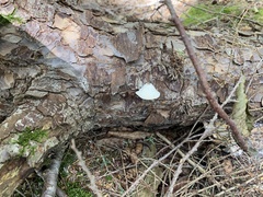 Agaricomycotina