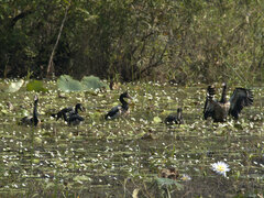 Anseranas semipalmata