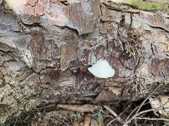 Agaricomycotina