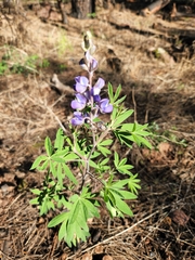 Lupinus latifolius