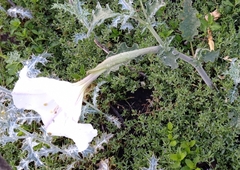 Datura ceratocaula