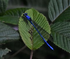 Argia anceps