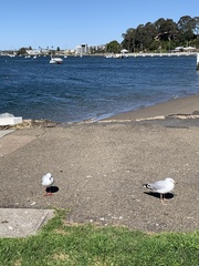 Chroicocephalus novaehollandiae