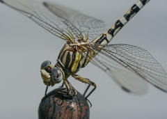 Erpetogomphus compositus
