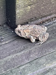 Anaxyrus americanus