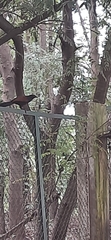 Centropus sinensis