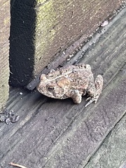 Anaxyrus americanus