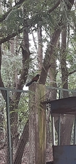 Centropus sinensis