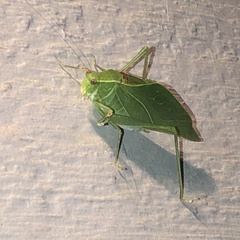 Microcentrum rhombifolium