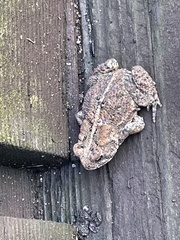 Anaxyrus americanus