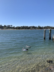 Pelecanus conspicillatus