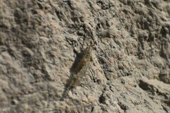 Neuroptera