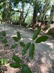 Brosimum alicastrum