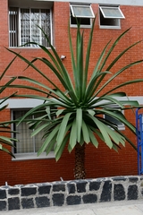 Furcraea macdougallii