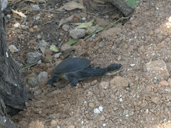 Chelodina kurrichalpongo